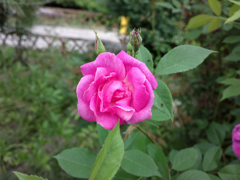 月季花