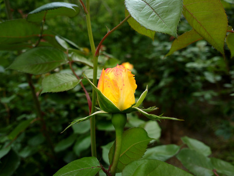月季花