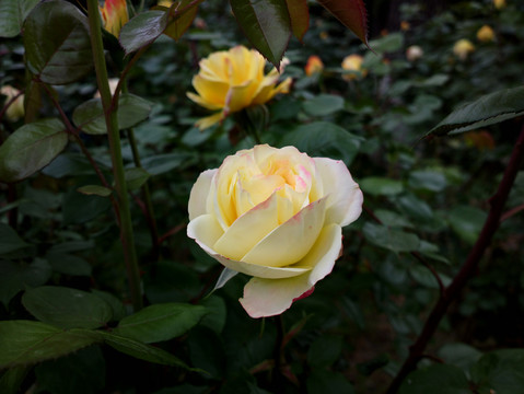 月季花