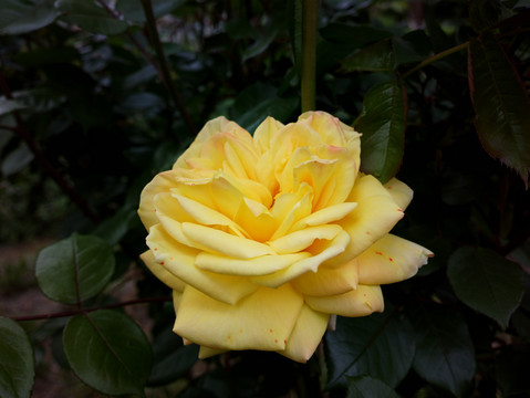 月季花