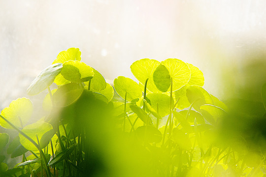 梦幻铜钱草