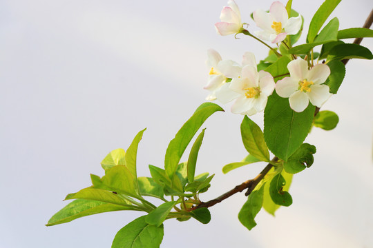 白背景海棠花