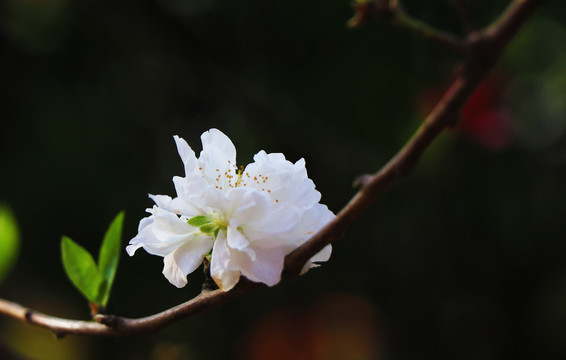 白色桃花