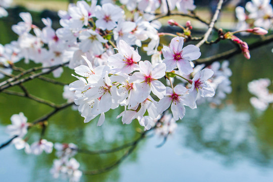 东京樱花