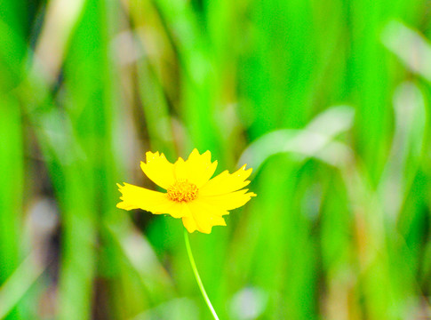 金鸡菊