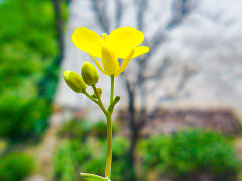 油菜花