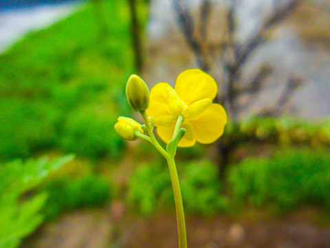 油菜花