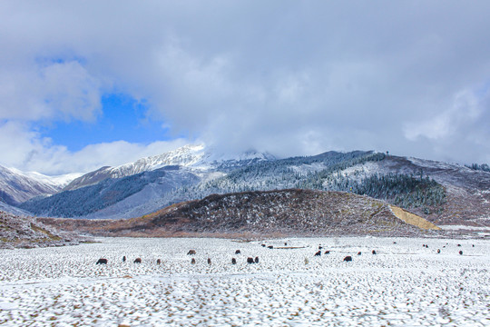 四川川西冬景