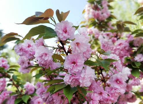 鲜花烂漫