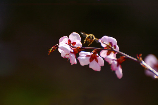 蜜蜂