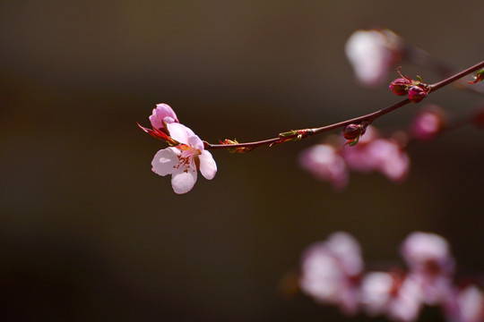 桃花