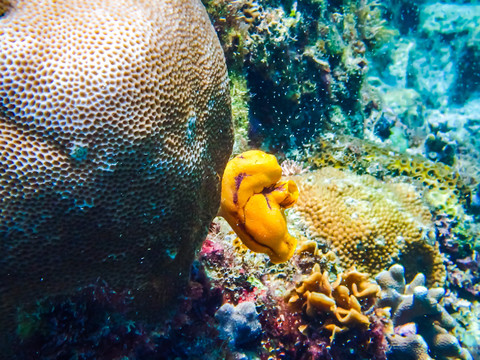 海葵珊瑚热带鱼海底世界