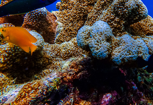 海葵珊瑚热带鱼海底世界