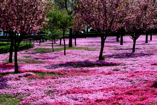 芝樱花盛开的公园