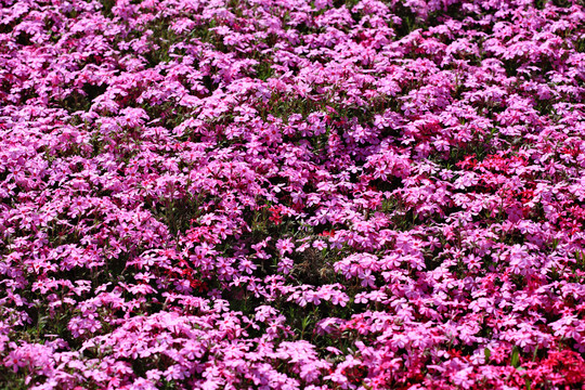 芝樱花开