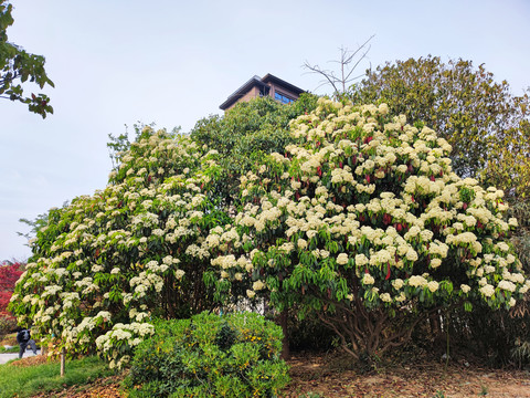 石楠花