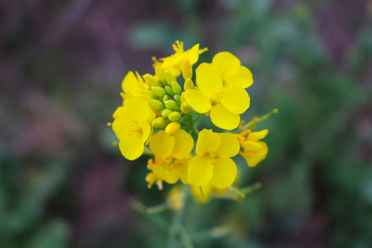 油菜花