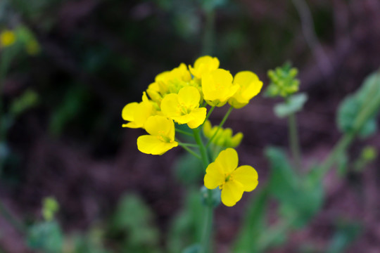 一朵油菜花