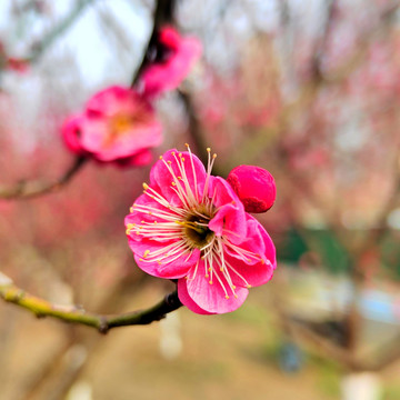 梅花