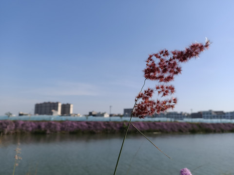 蓝天花草