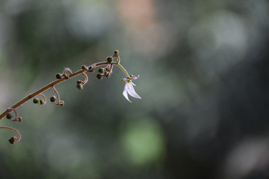 虎耳草的花