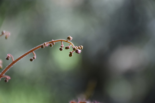 虎耳草开花