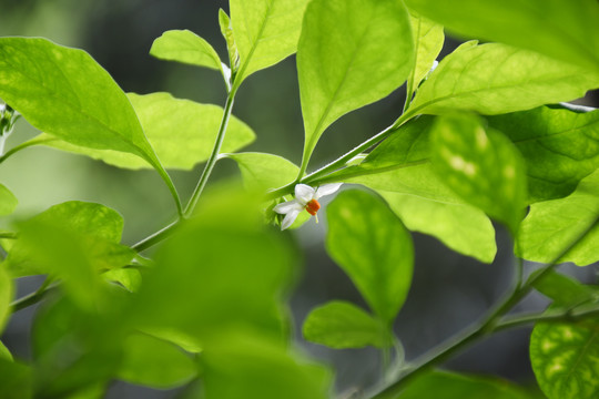 冬珊瑚的花