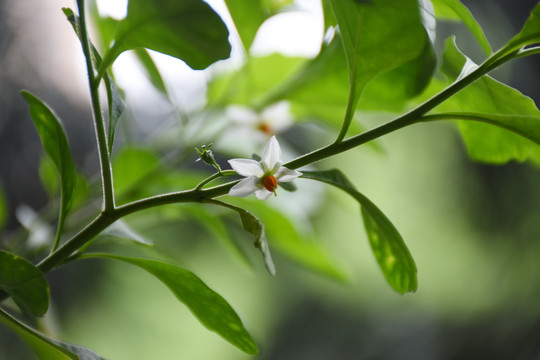 冬珊瑚开花