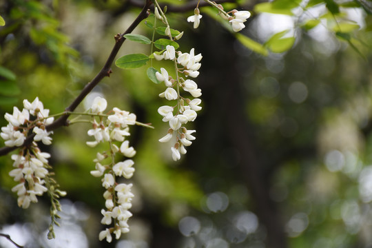 洋槐花特写