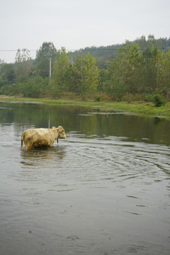 一头牛过河
