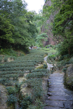 武夷山大红袍茶园
