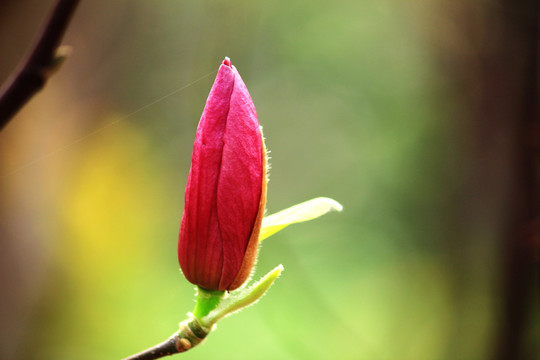 玉兰花