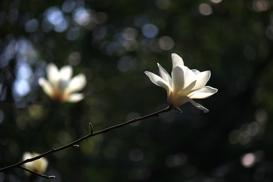 玉兰花