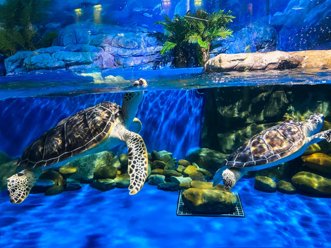 水族馆海龟