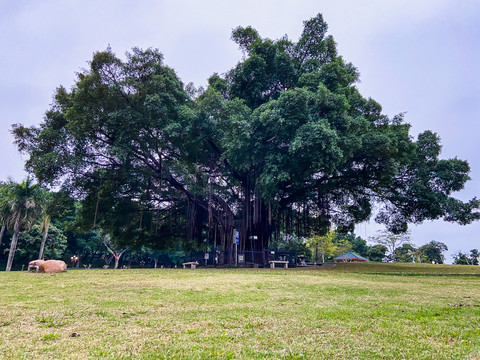 草地榕树