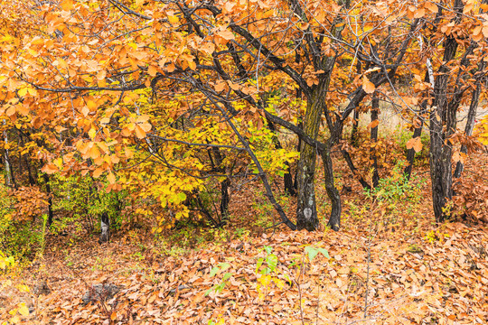 秋季柞树遍地落叶金色树林