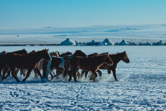 冬季草原蒙古包马群