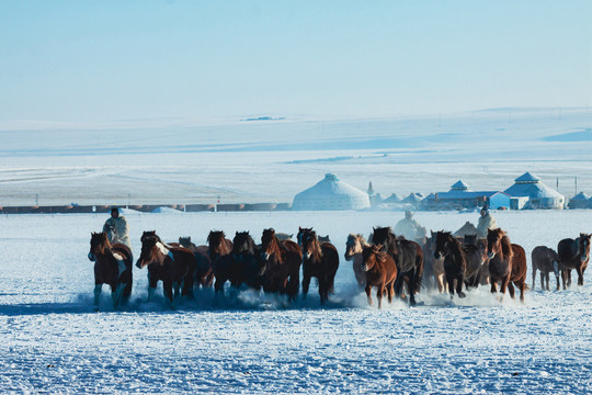 冬季草原马群蒙古包