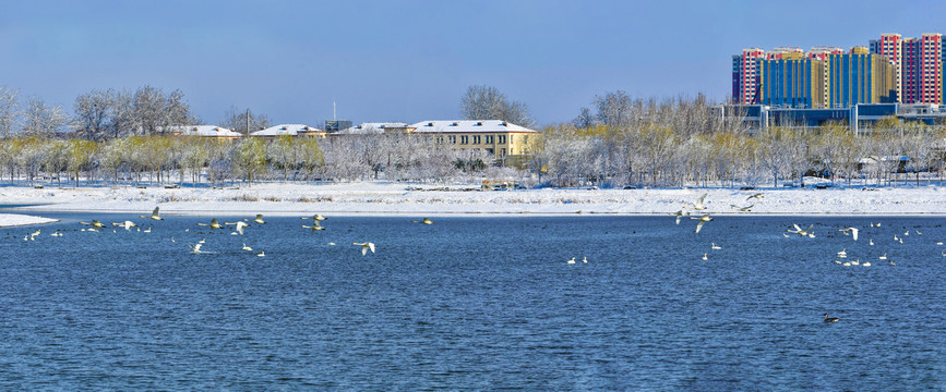 北京南海子天鹅湖雪景