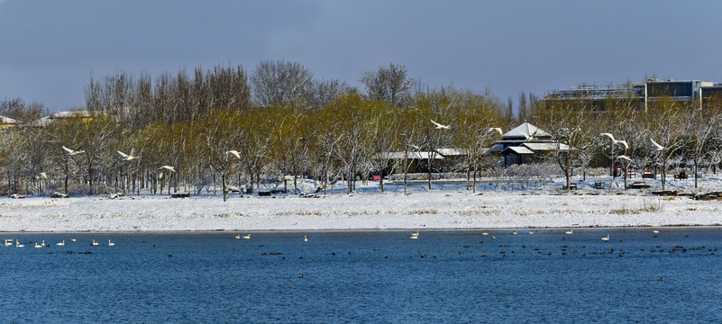 北京南海子天鹅湖雪景