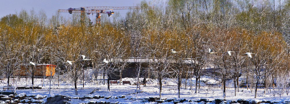 北京南海子天鹅湖雪景