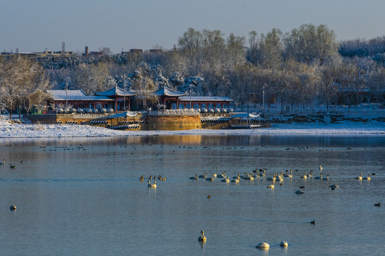 北京南海子天鹅湖雪景