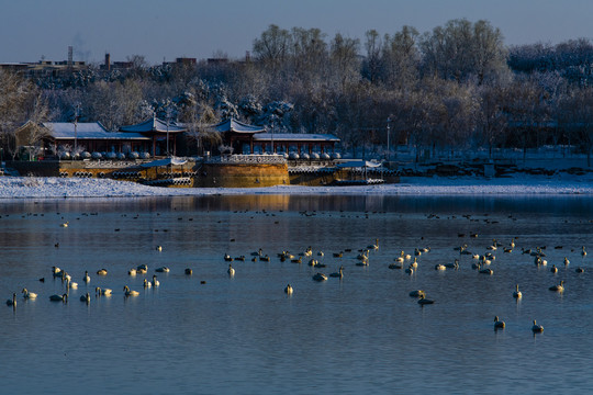 北京南海子天鹅湖雪景