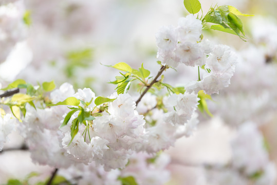 樱花