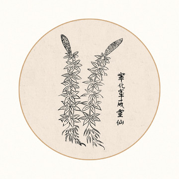 威灵仙中医中草药素材白描矢量