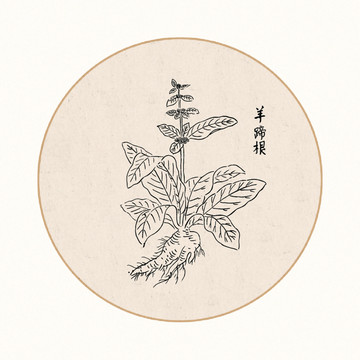 羊蹄根中医中草药素材白描矢量
