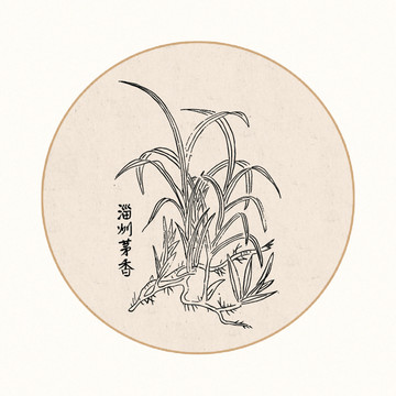 茅香