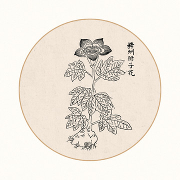 附子花中医中草药素材白描矢量
