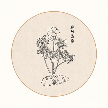 乌头中医中草药素材白描矢量