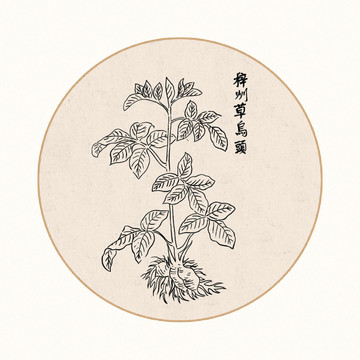 乌头中医中草药素材白描矢量